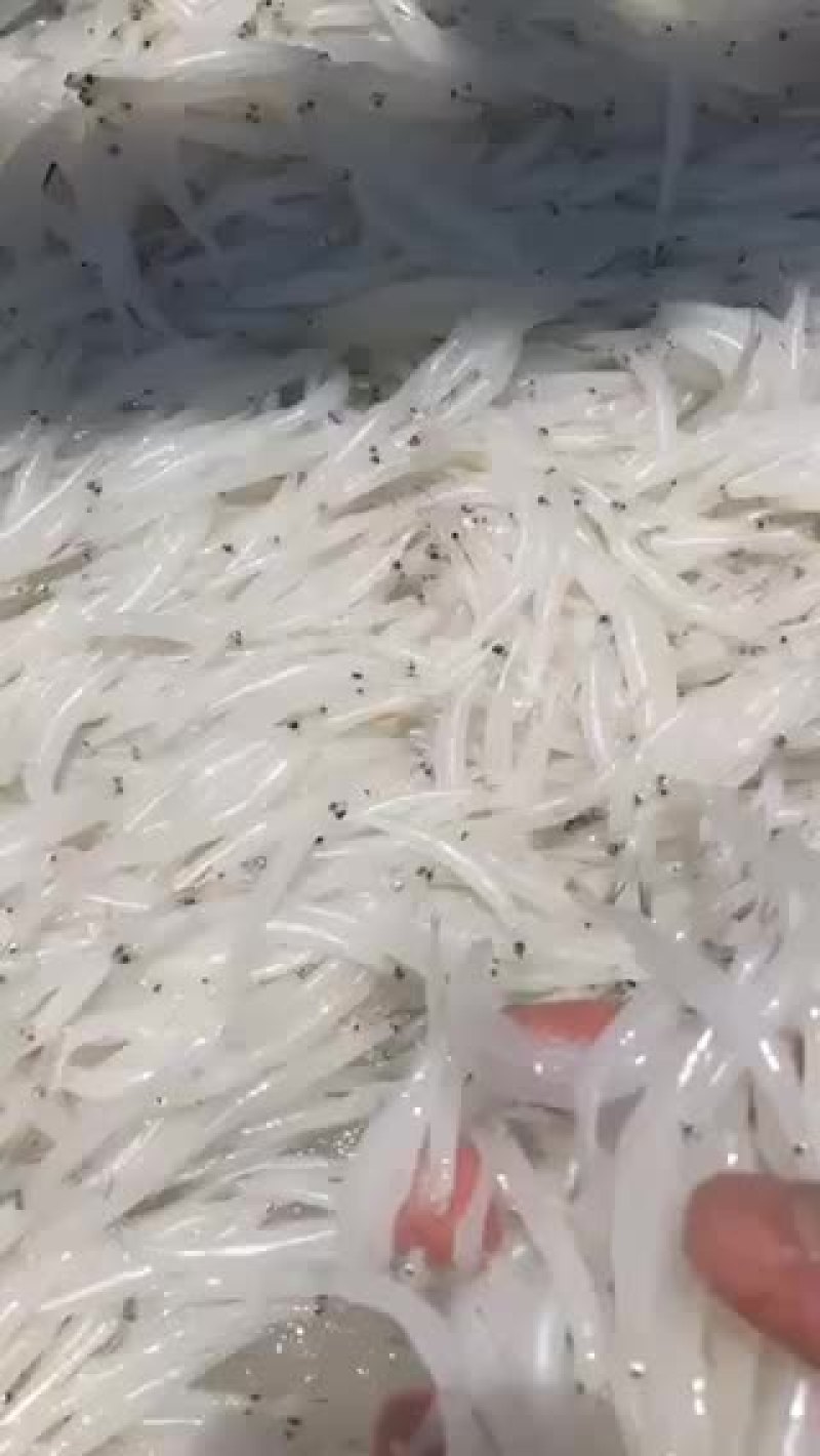 淡水银鱼有需要的联系质量保证，新鲜冻货各种规格