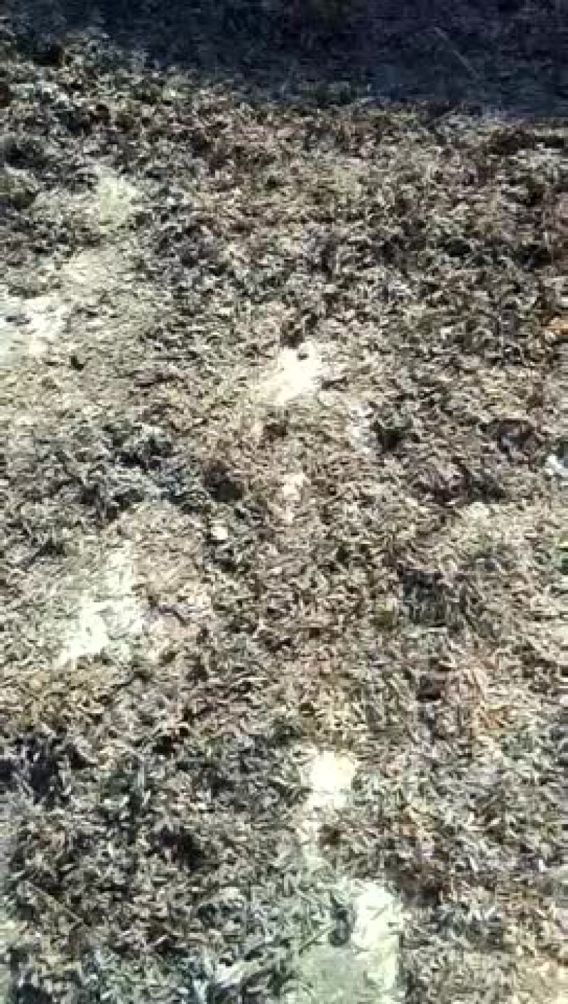 纯野生博落回已产新