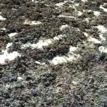 纯野生博落回已产新