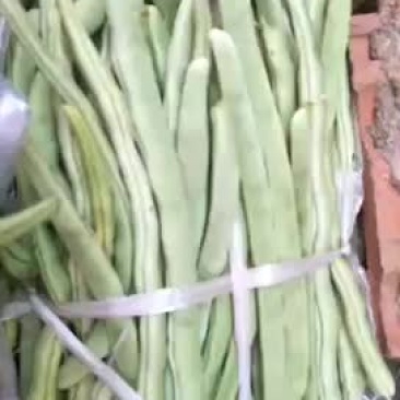 白不老