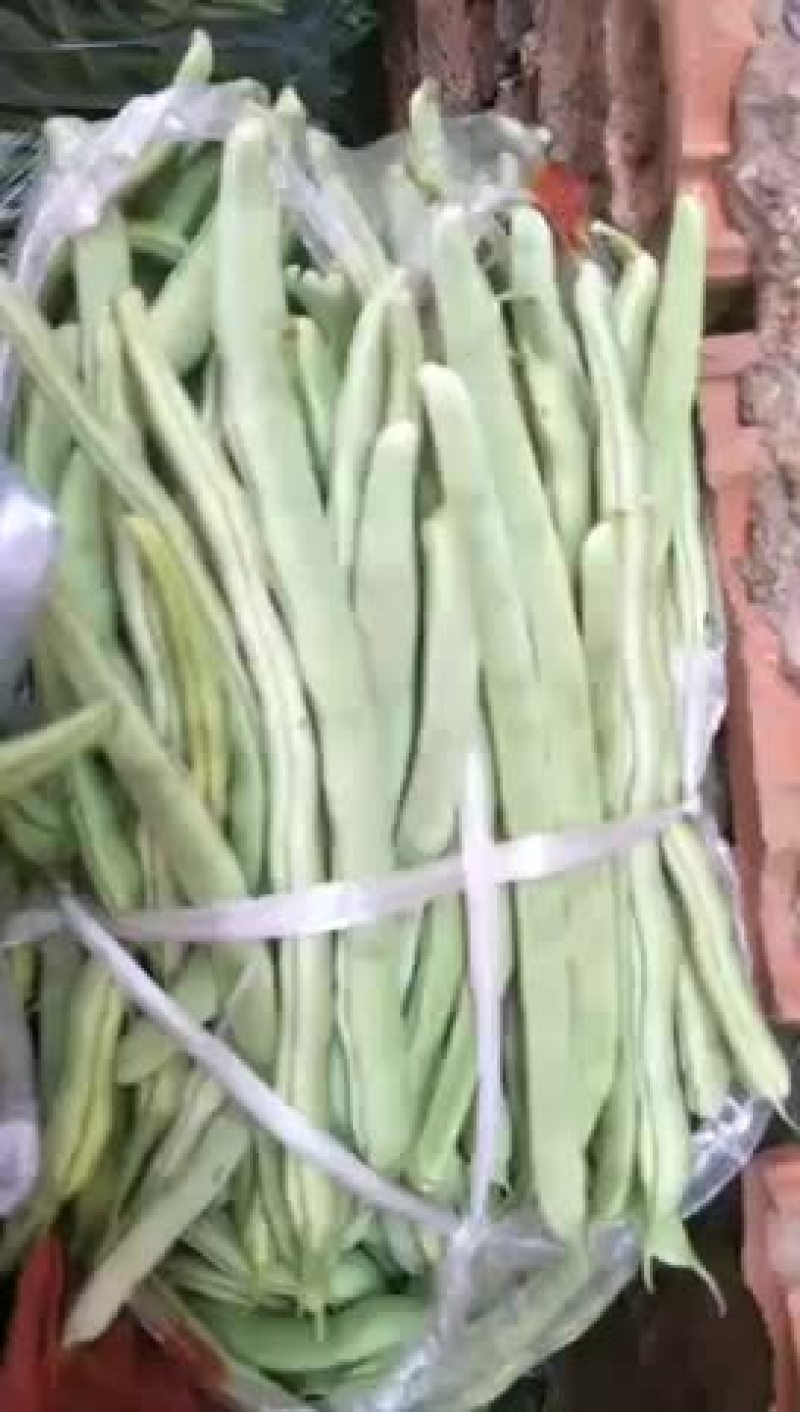 白不老