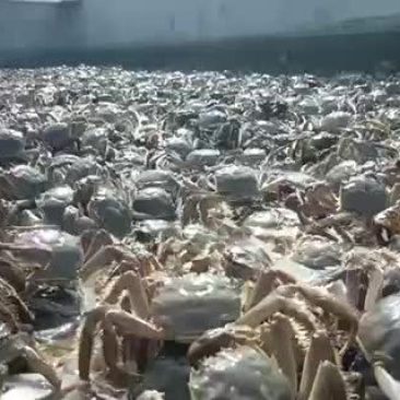 盘锦河蟹招商代理都可以
