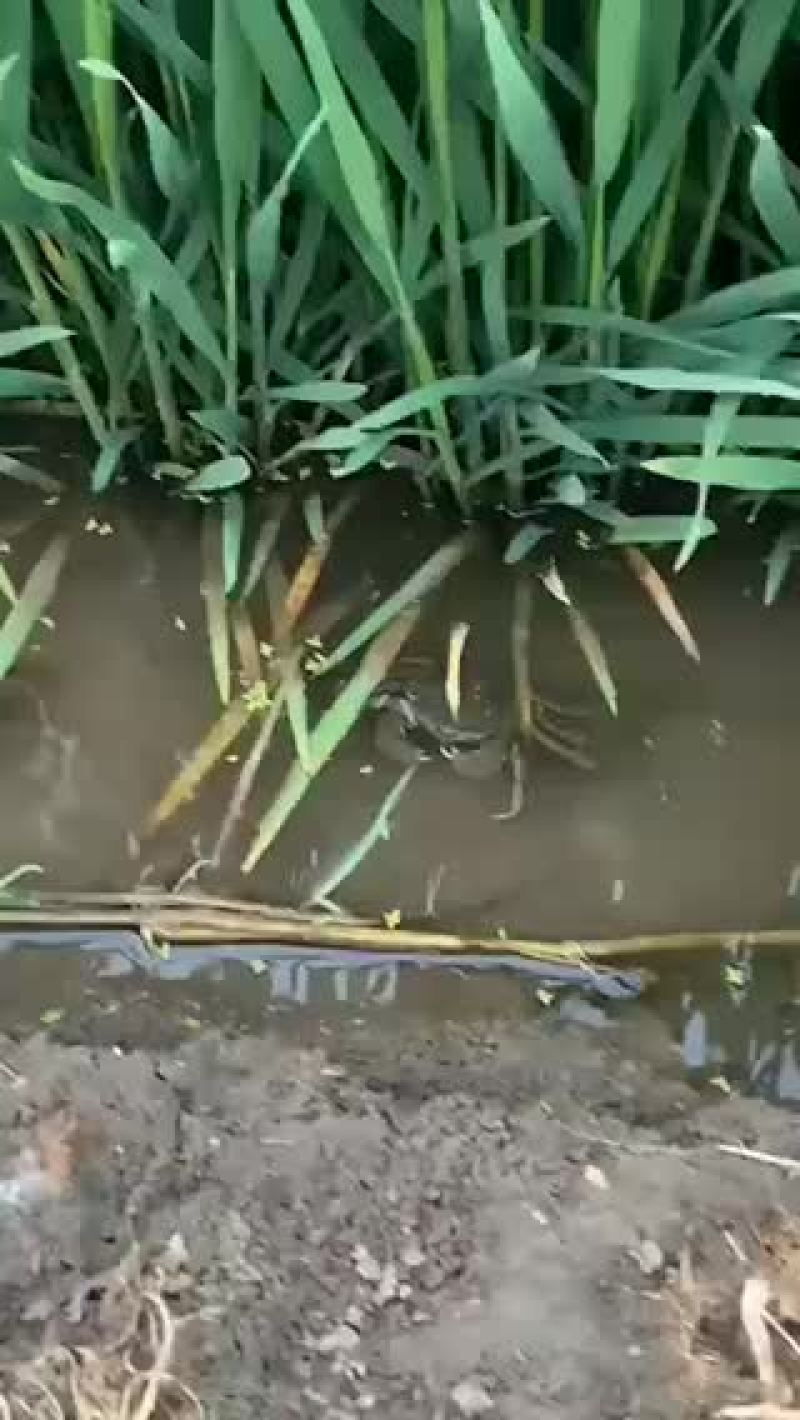 盘锦河蟹招商代理都可以
