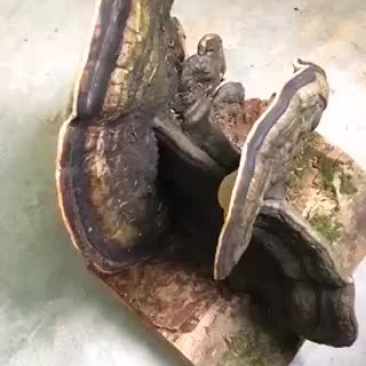 灵芝