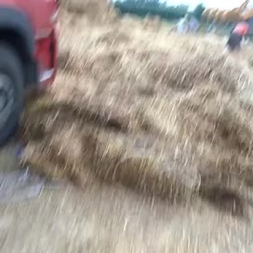 小麦秸秆