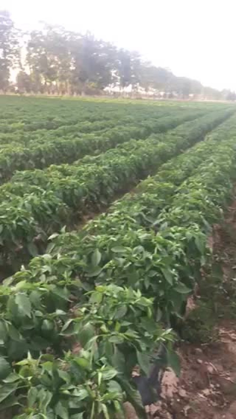 螺丝椒15-20厘米