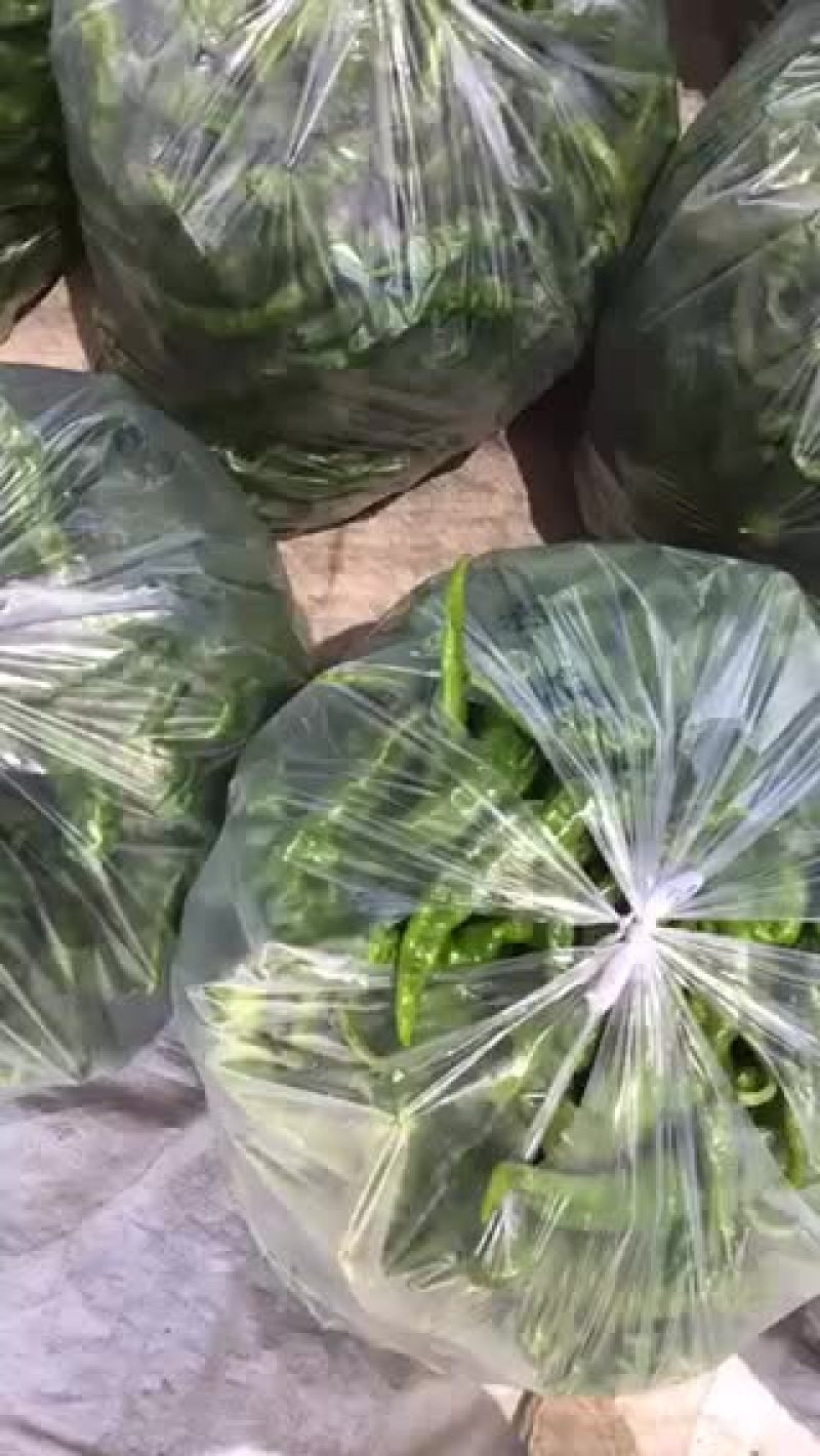 螺丝椒15-20厘米