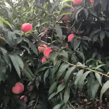 14号桃，又大又红，要的联系