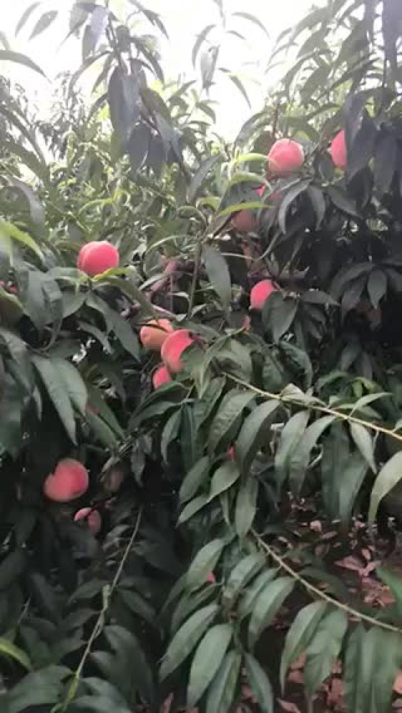 14号桃，又大又红，要的联系