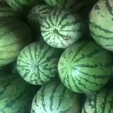 西瓜0.32
