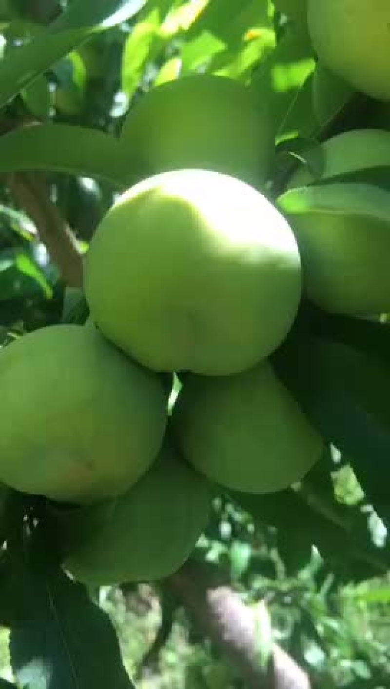 水果