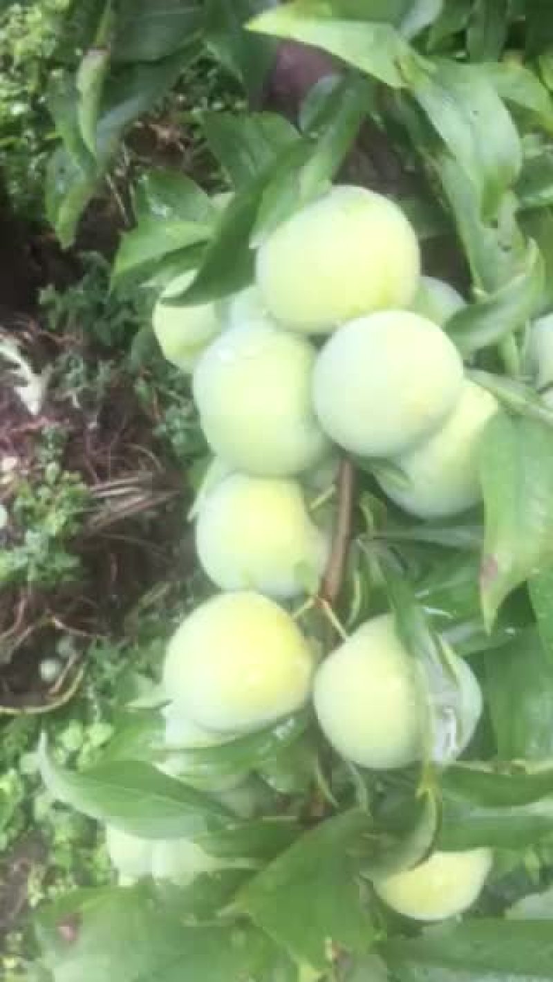 水果