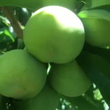 水果