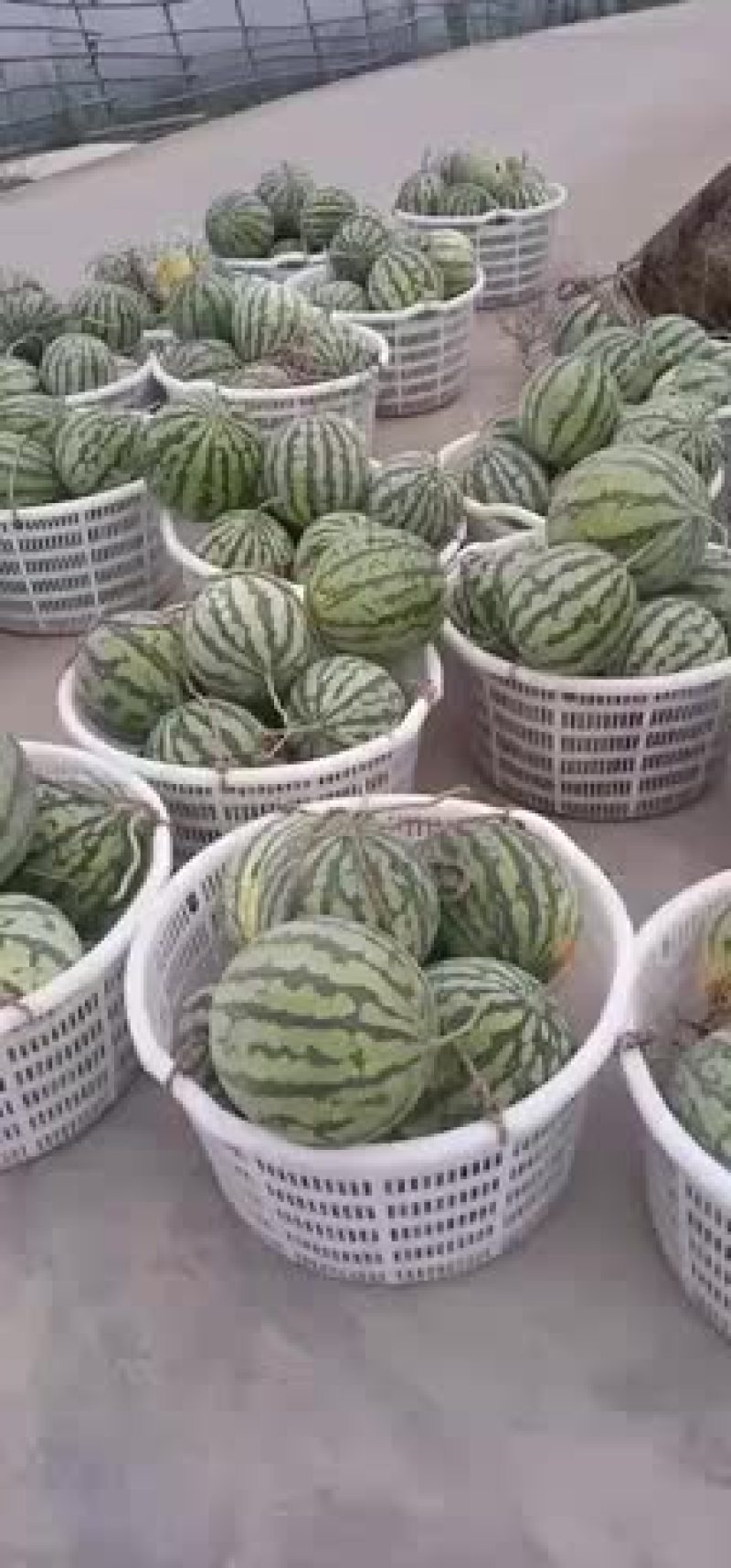 美都西瓜上市中
