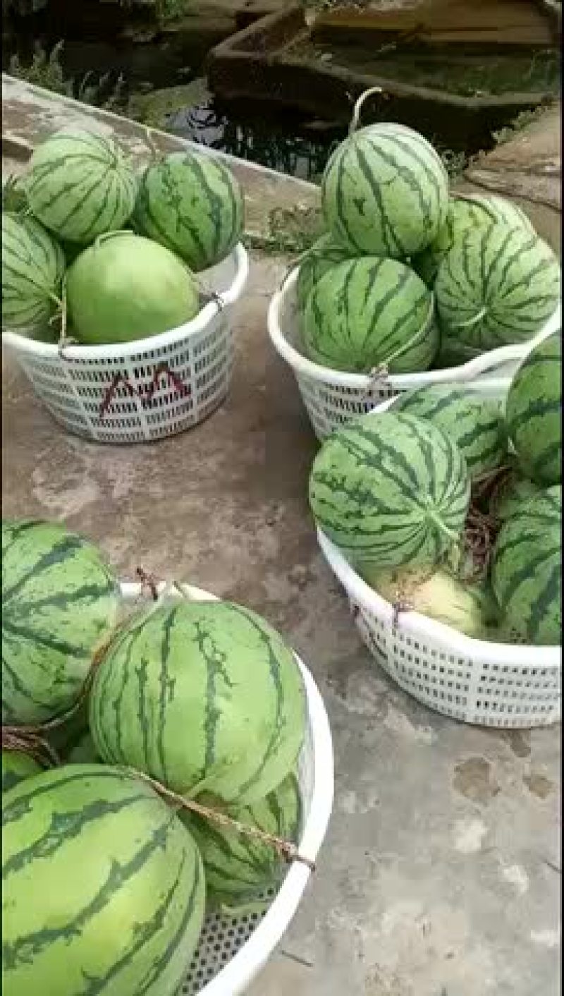 美都西瓜上市中