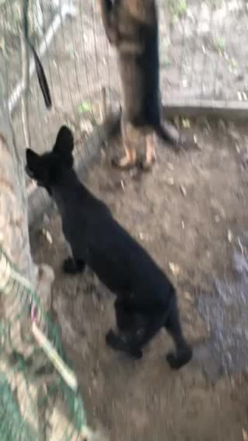 精品东德牧羊犬出售
