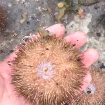 黄金马粪胆