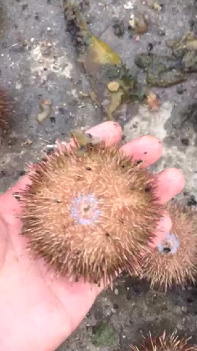 黄金马粪胆