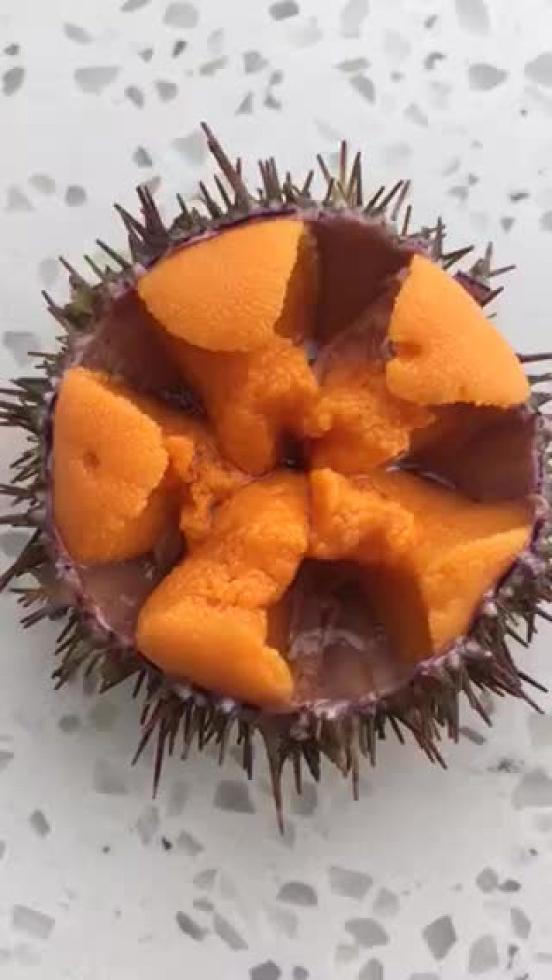 黄金马粪胆