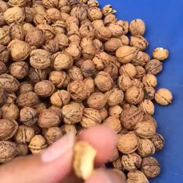 榨油铁核桃