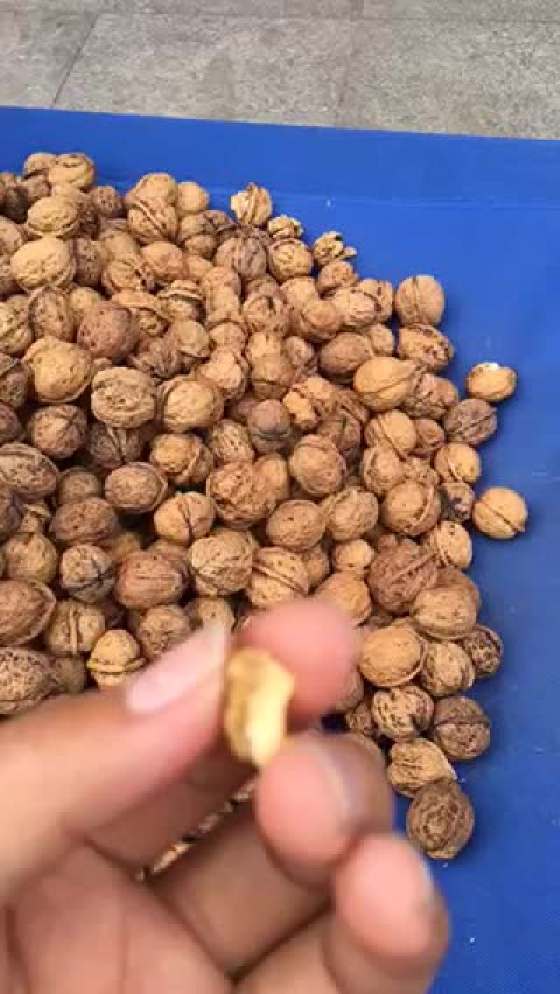 榨油铁核桃