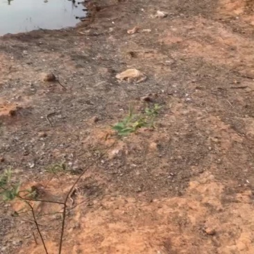 白番公母鸭黑番公母鸭