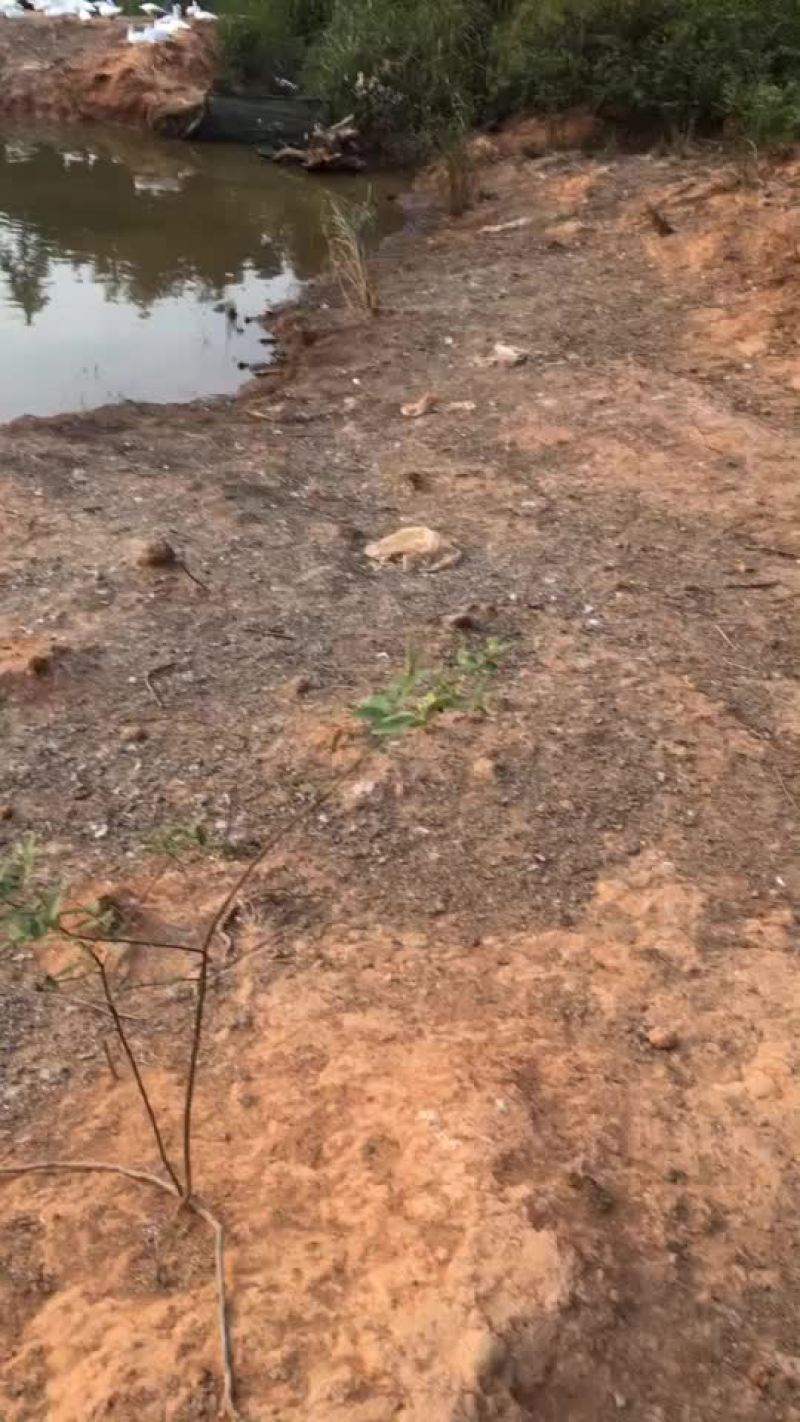白番公母鸭黑番公母鸭