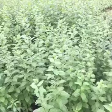 专业配送。枸杞叶。枸杞成品菜