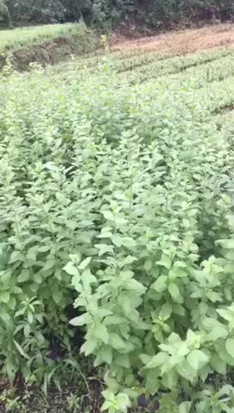 专业配送。枸杞叶。枸杞成品菜