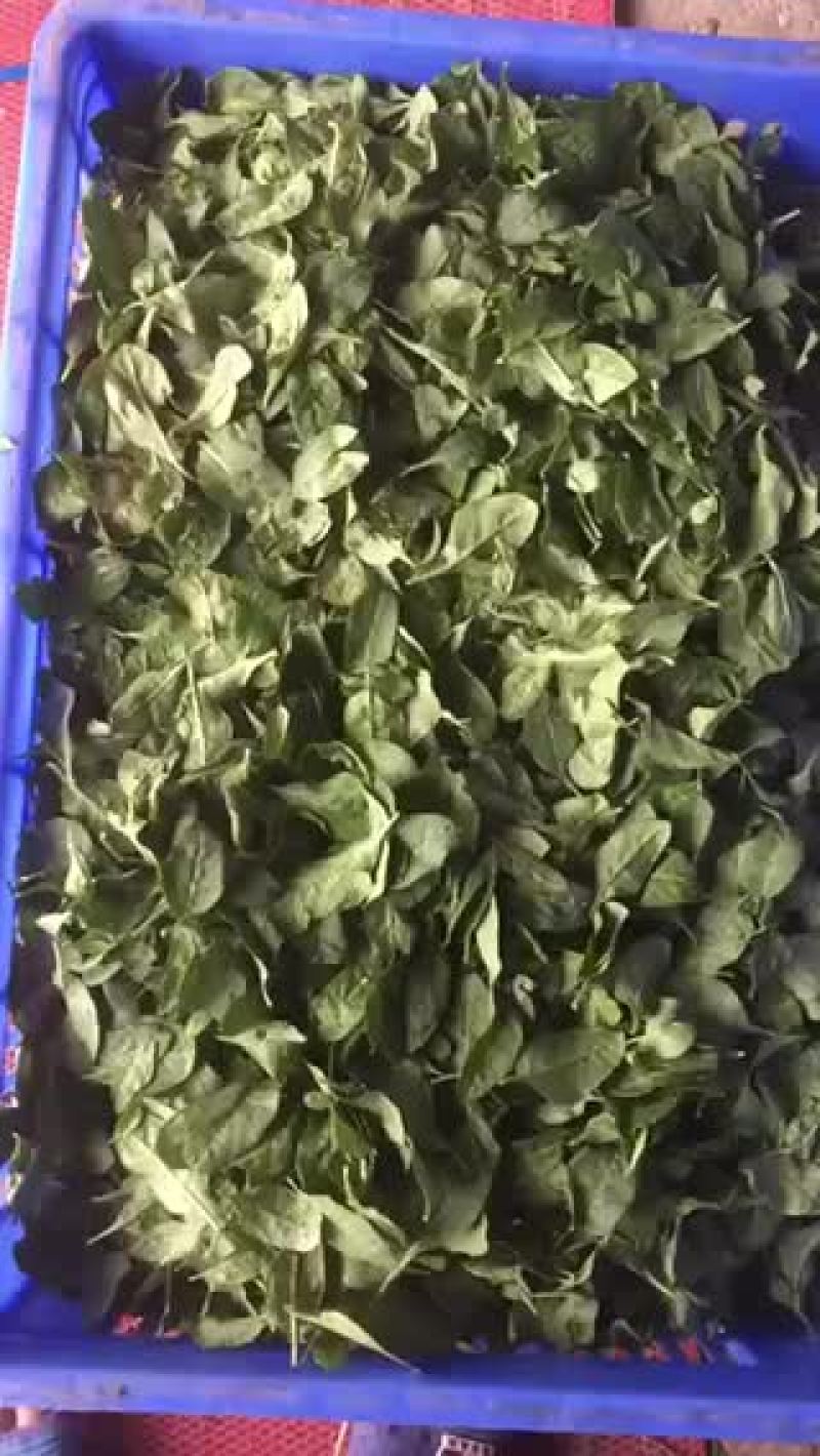 专业配送。枸杞叶。枸杞成品菜