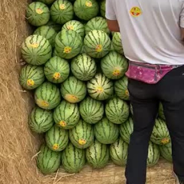 金花一号
