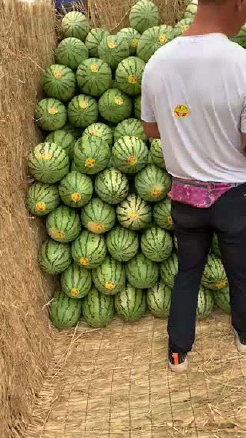 金花一号