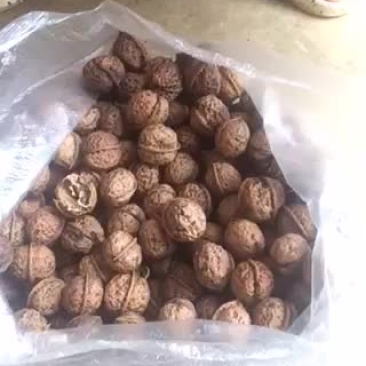榨油铁核桃