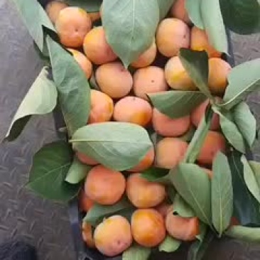 红膜儿柿子
