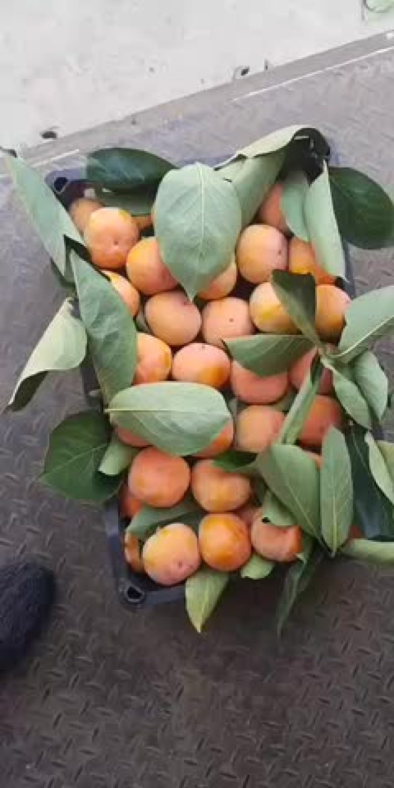红膜儿柿子
