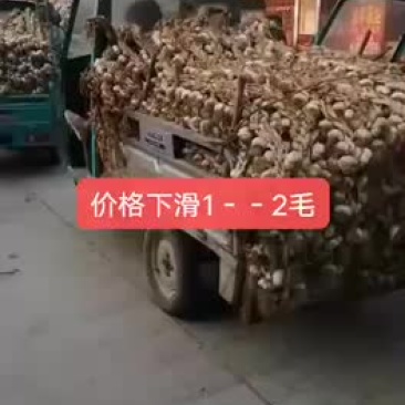 东北独头蒜种，蒜黄蒜种，辫子蒜种