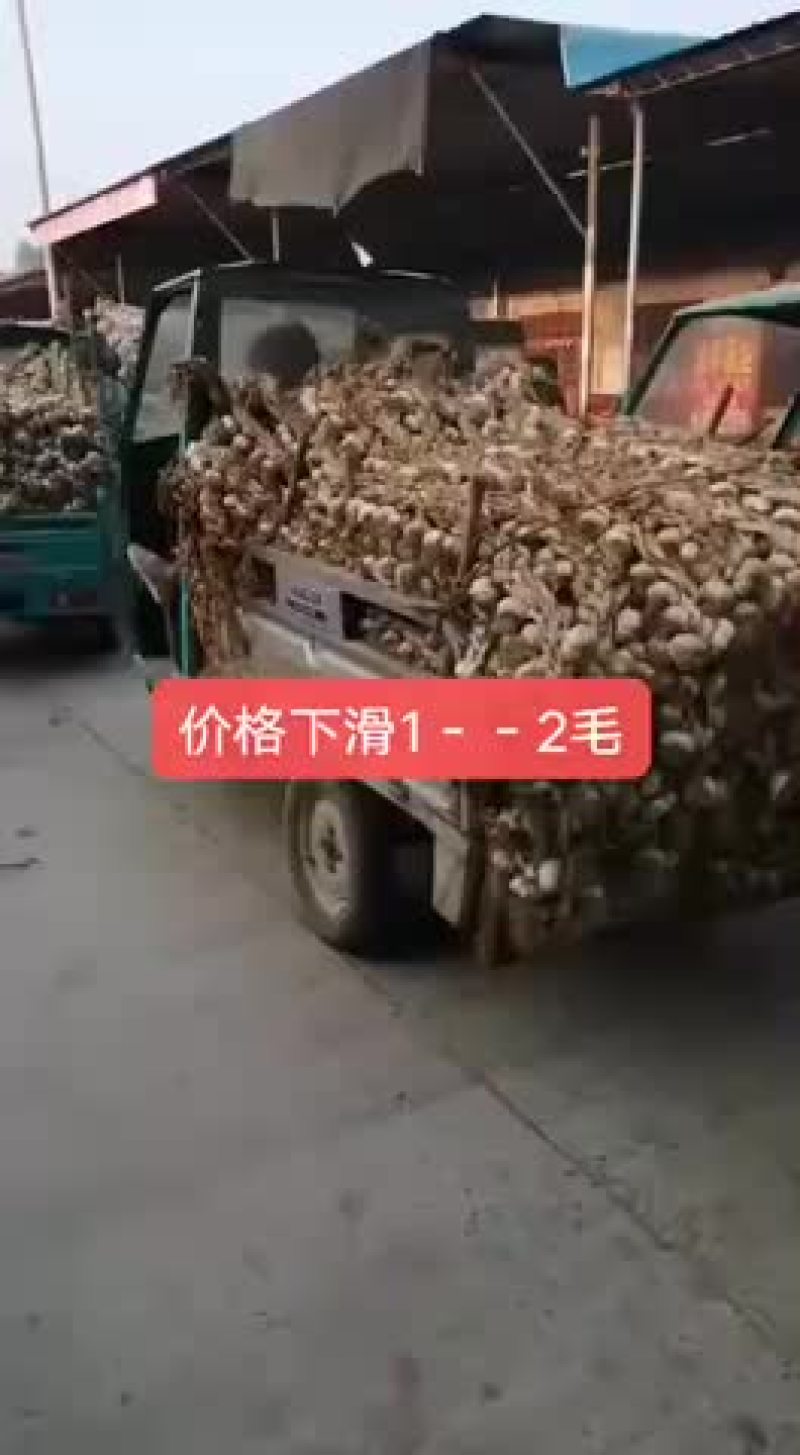 东北独头蒜种，蒜黄蒜种，辫子蒜种