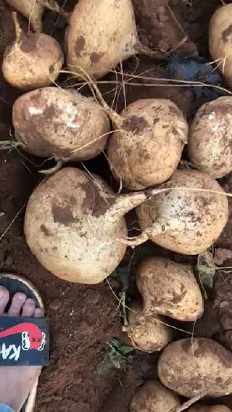 凉薯