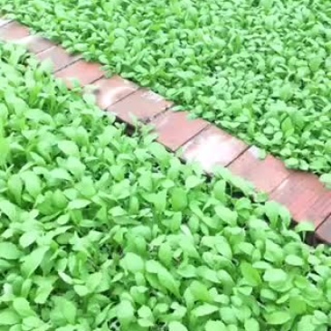 二十亩早儿菜十一月初上市