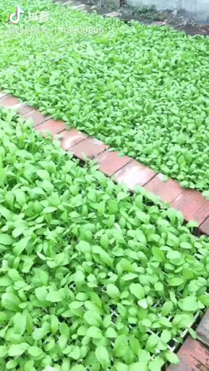 二十亩早儿菜十一月初上市