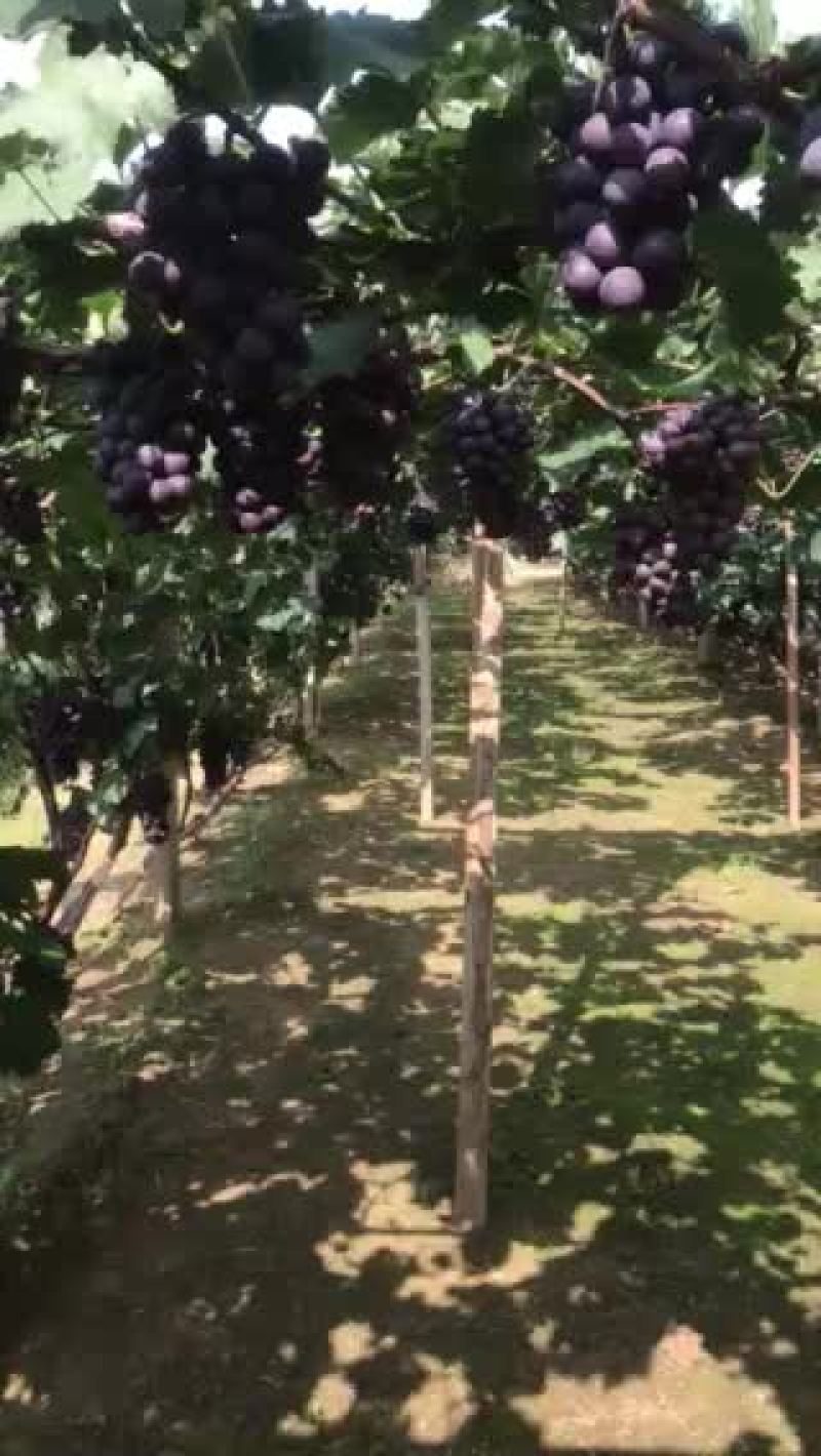 辽宁巨峰葡萄代办