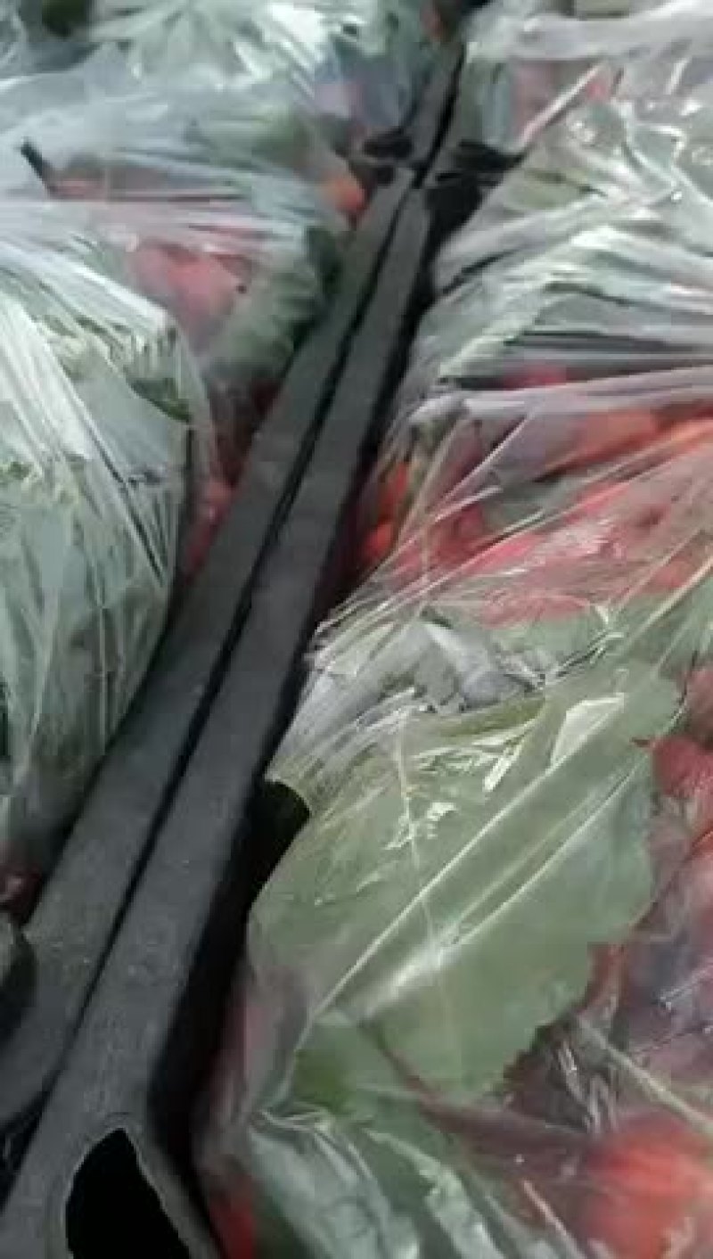 晋州市万亩山楂大量上市中，现有棉球，大五棱，大金星