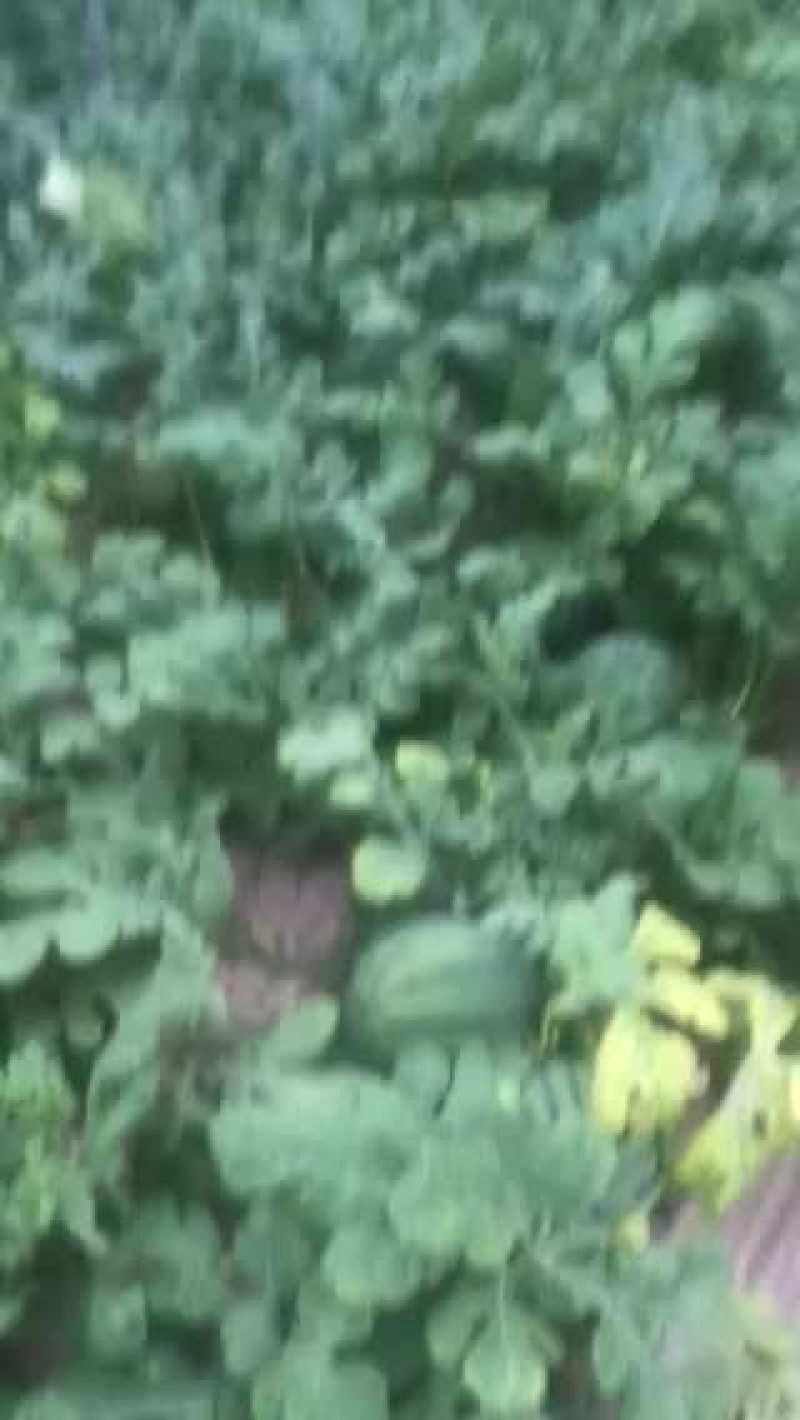 山西夏县988西瓜口感脆，甜度好
