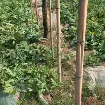 山西夏县988西瓜口感脆，甜度好