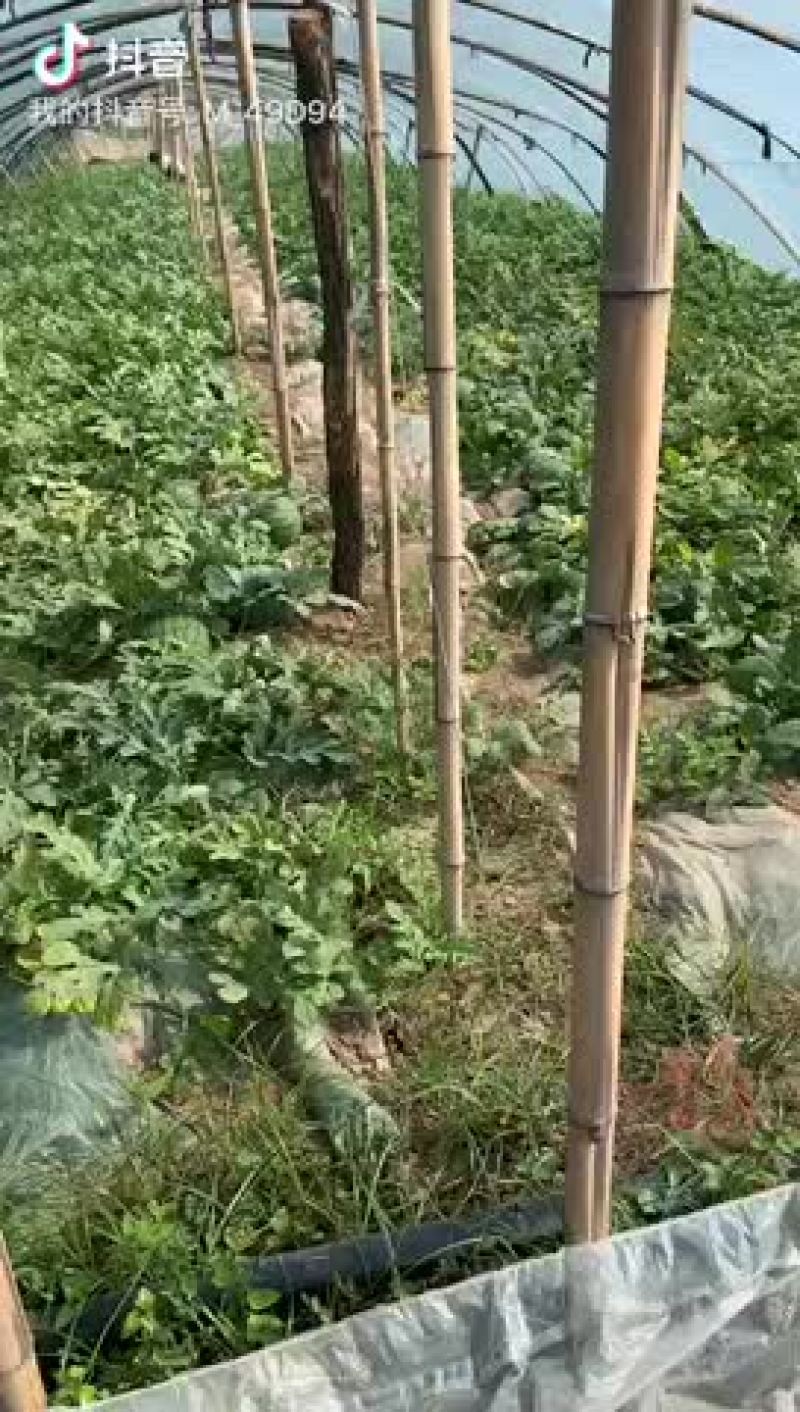 山西夏县988西瓜口感脆，甜度好