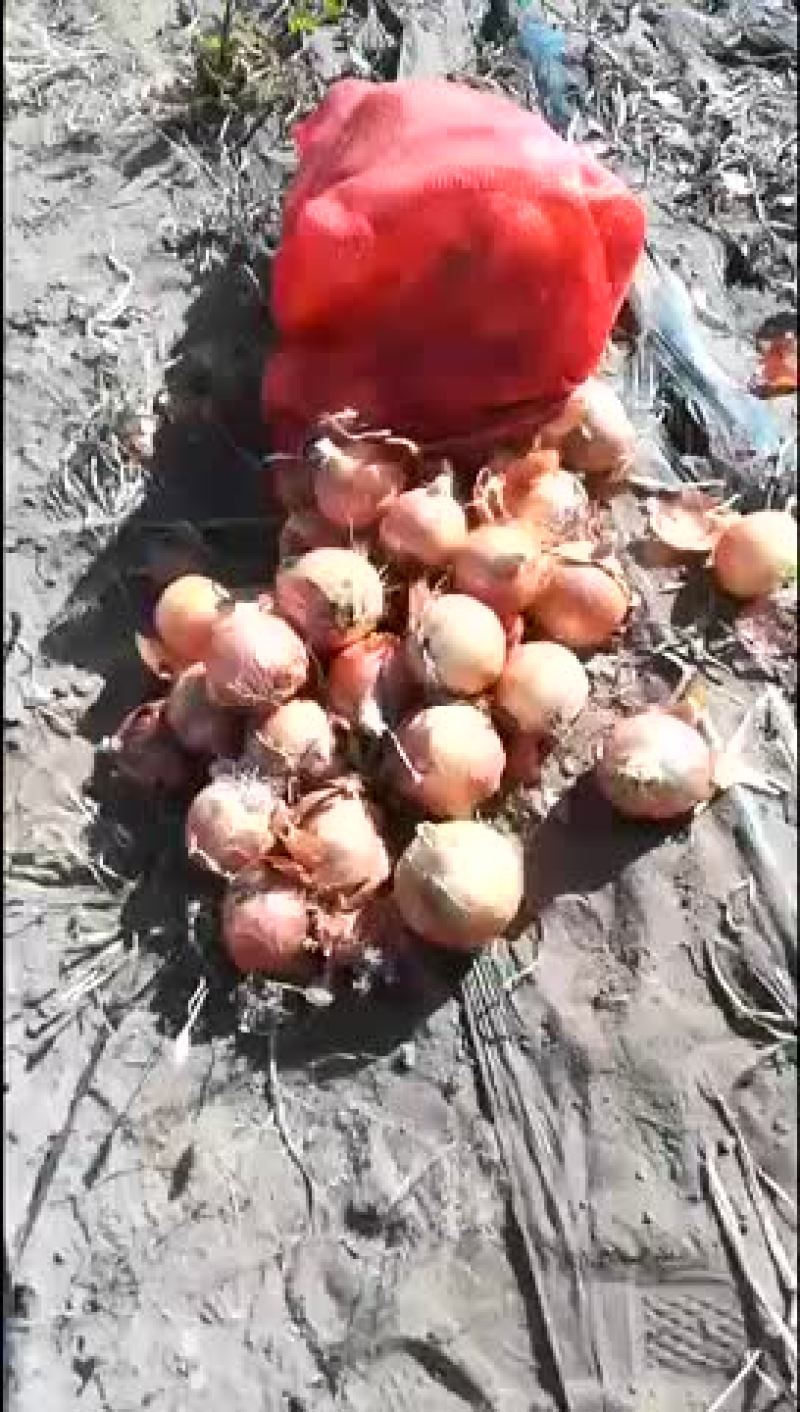 沽源最后的260吨黄心洋葱急售！