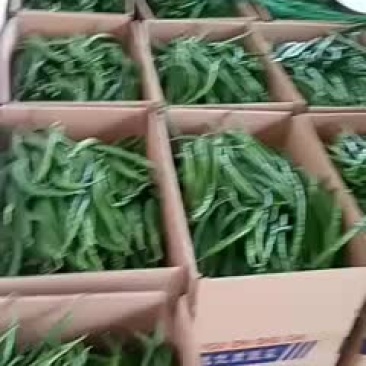 广东湛江雷州南兴辣椒🌶️上市了
