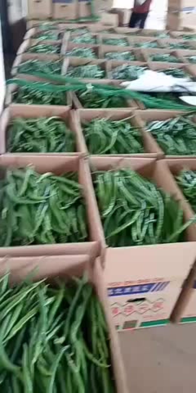 广东湛江雷州南兴辣椒🌶️上市了