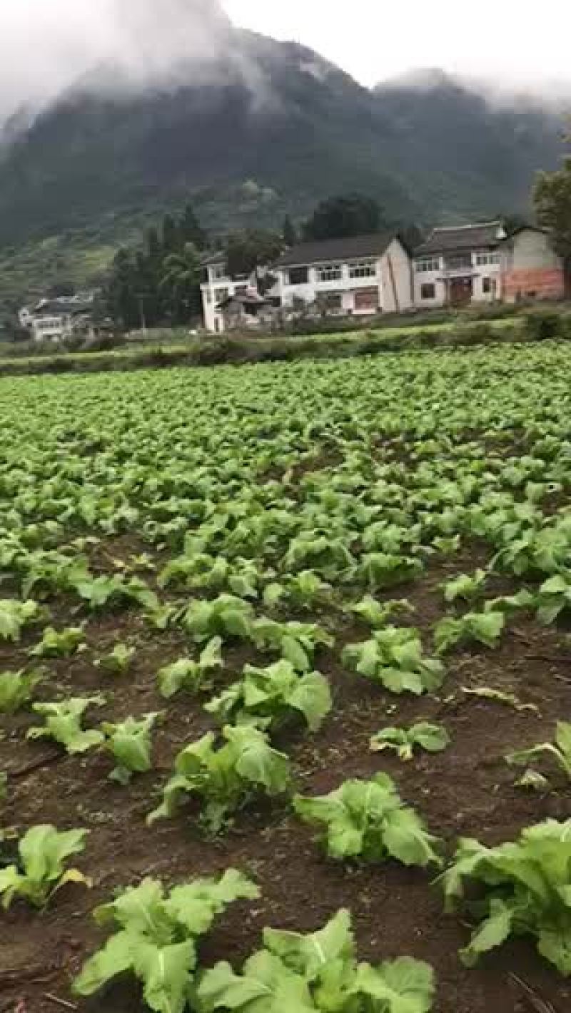 儿菜