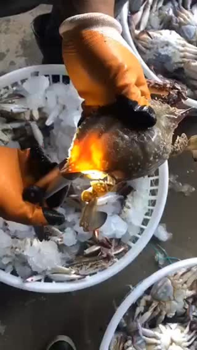 单冻三点带黄梭子蟹本地海捕视频看货质量保障等您来电